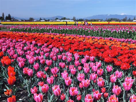 Skagit Valley Tulip Festival 11 Mt Vernon Wa Photograph By Alex