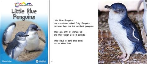 Little Blue Penguins Penguins Blue Smallest Penguin