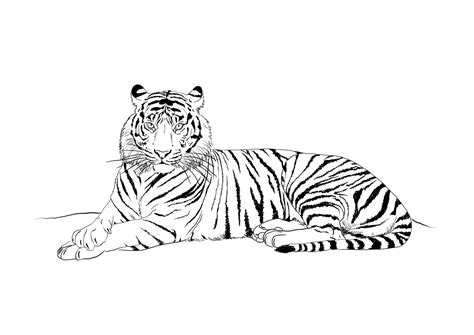 Check spelling or type a new query. 72 dessins de coloriage tigre à imprimer sur LaGuerche.com ...