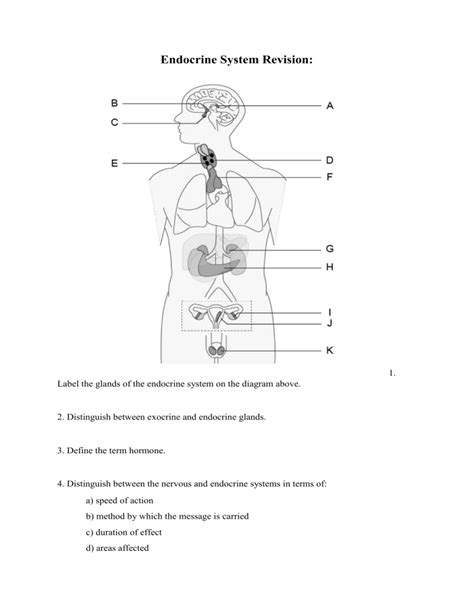 Endocrine System Handout1