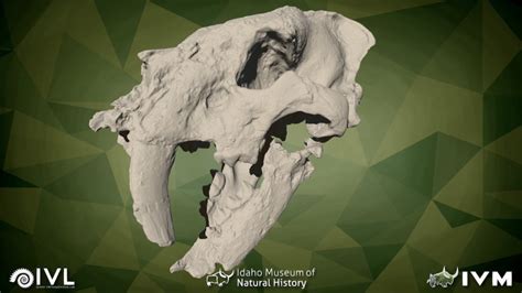Homotherium Idahoensis 3d Model By Idaho Virtualization Laboratory