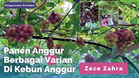 Panen Anggur Berbagai Varian Di Kebun Anggur Zeze Zahra YouTube