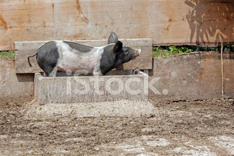 Pig In Feeding Trough Stock Photo Royalty Free Freeimages