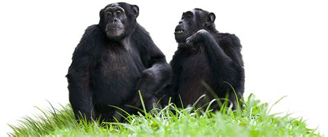 Chimpanzees Sitting on Grass transparent PNG - StickPNG