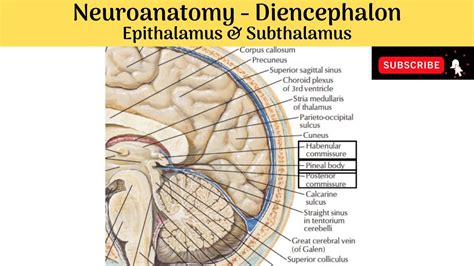 Epithalamus Diagram