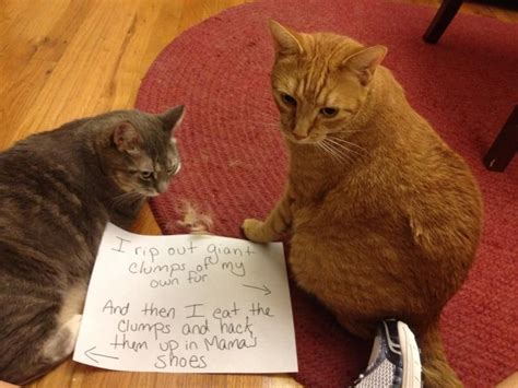 20 Of The Most Hilarious Cat Shaming Signs - Page 2 of 5
