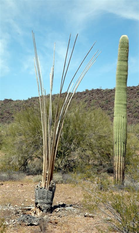 The unemployment rate in cactus flats is 6.2% (u.s. RVing Beach Bums: Organ Pipe Cactus NM, AZ