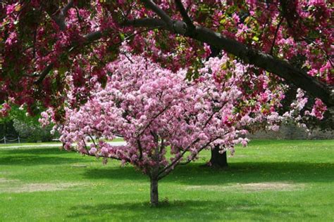 Small Trees for Small Gardens are in high demand