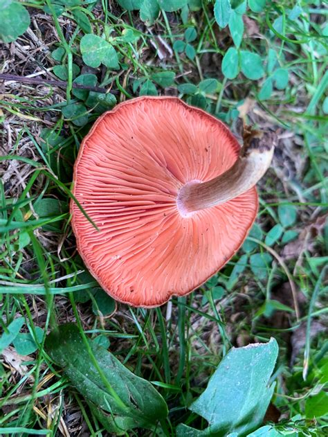 Rhodotus palmatus. By Richard Jacob-2 | Western Pennsylvania Mushroom Club
