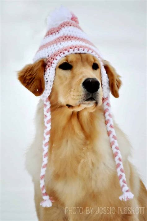 23 Fun And Cute Crochet Diy Dog Hats