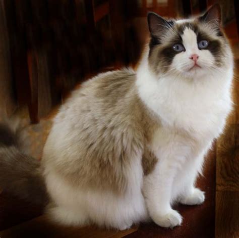 Each one is absolutely beautiful and elegant in its own right. Ragdoll Cat - Water-Coloured Eyes Cattery