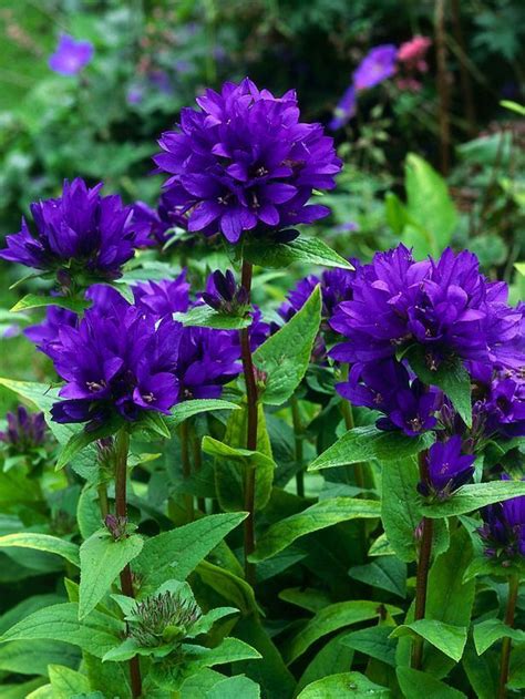 Perennials Choices For Sun And Shade Hgtv Gardens Purple Garden