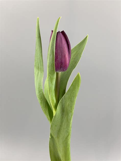 Tulip Purple Buy With Delivery In Kiev Best Prices For Flowers In