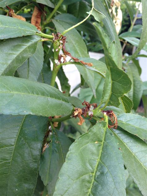 Check spelling or type a new query. Fruit Tree Disease? (Fruit Trees, worm, ants, growth ...