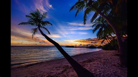 Palm Tree Chill Sunset Vibe Youtube