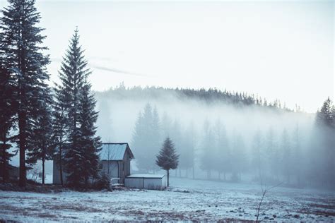 Free Images Landscape Tree Nature Forest Snow Cold Winter Fog