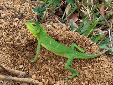 Wild Herps Common Green Forest Lizard Calotes Calotes
