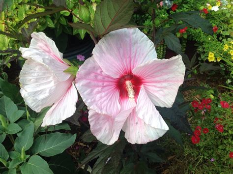 Pink Perennial Hibiscus Added 2014 By Ashley Arbustes à Fleurs