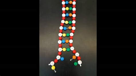 Dna Molecule Model Project
