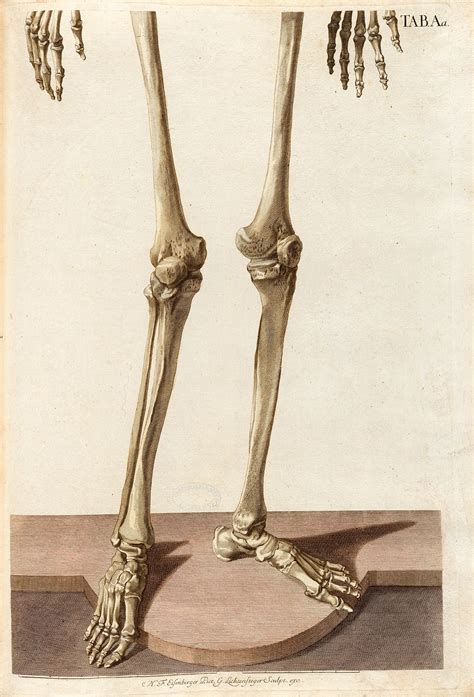 Plate A Lower Half From Christoph Jacob Trews Tabulae Osteologicae
