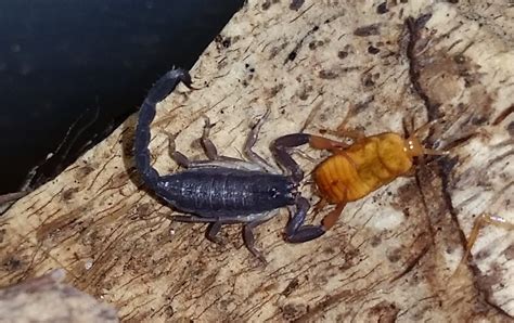 Florida is home to three main species of scorpions, the florida bark scorpion, the hentz striped scorpion, and the guiana striped scorpion. Centruroides-gracilis-for-sale