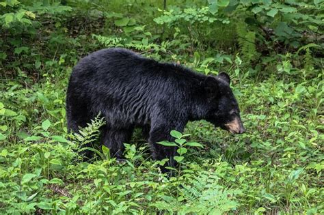 Black Bear Encounter Prevention And What To Do The National Parks