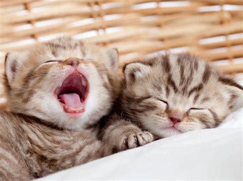 Das kann viele verschiedene ursachen haben. Hauskatzen: Wo gibt es Katzenbabys?