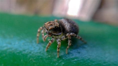 Best Itsy Bitsy Spider Images On Pholder Pics Spiderbro And Spiders