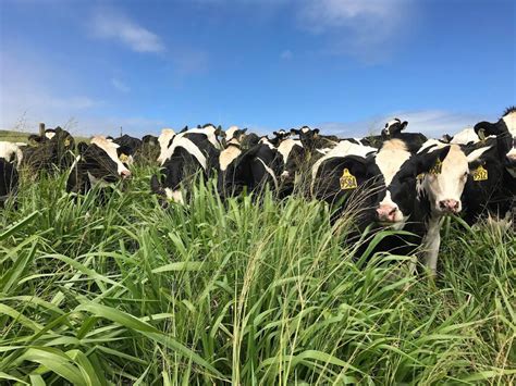 All Hawaii News: Hawaii losing one of its two dairy farms, Caldwell