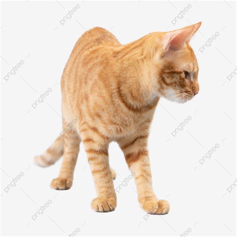 Ginger Cat Paw Cat Fur Ginger Cat Claw Cat Png Transparent Image And