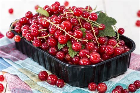 Fresh Red Currants Stock Image Image Of Sour Organic 33419239