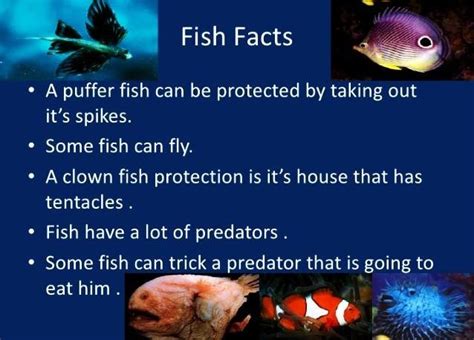 🐟 Fish Facts 🐟 Poem About Fish 🐟 — Steemit