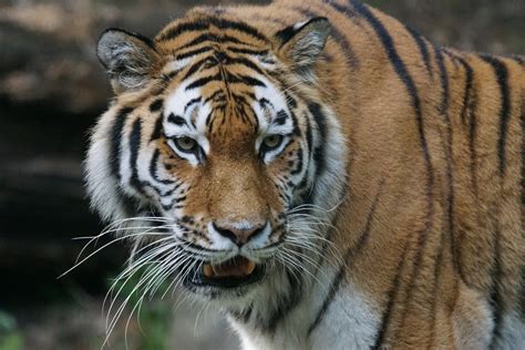 Fotos Gratis Reloj Fauna Silvestre Zoo Retrato Gato Depredador