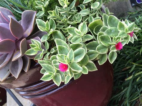 Trailing Succulent With Pink Flowers
