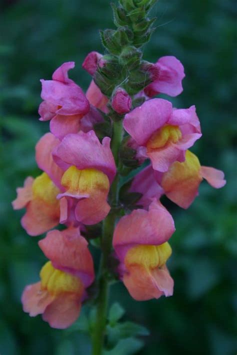 Growing Snapdragons What You Need To Know About Growing Snapdragon Flowers