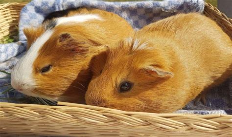 top  guinea pig names      girls boys petsvills