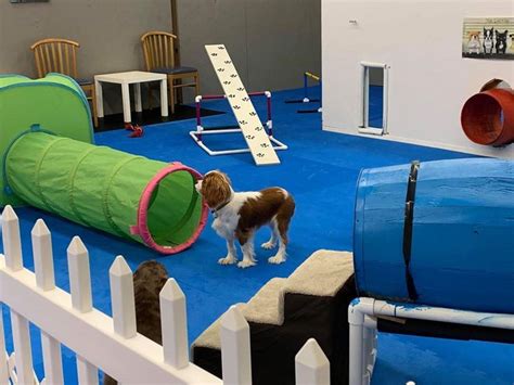 Let Fido Run And Play Gearhart Indoor Dog Park In Oregon Indoor Dog
