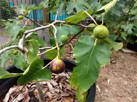 Autumn olives are wild edible that is easy to grow and produce small, soft fruits that are either red or gold. My Edible Fruit Trees: Fig Trees