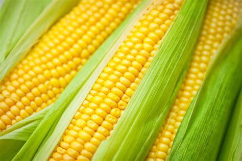 Royalty Free Corn Pictures Images And Stock Photos Istock