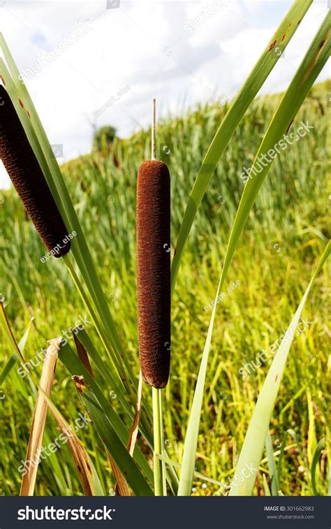 Reed Cattails Stock Photo 301662983 Shutterstock
