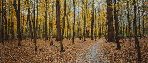 Autumn Calm Forest Walking Path Between Bare Trees Golden Yellow