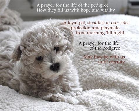 A Puppys Prayer Photograph By Lisa Difruscio