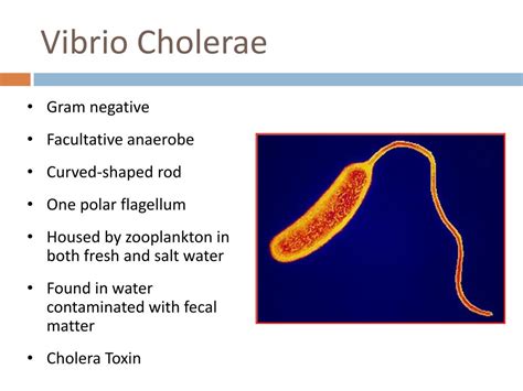 Ppt Vibrio Cholerae Powerpoint Presentation Free Download Id3726677