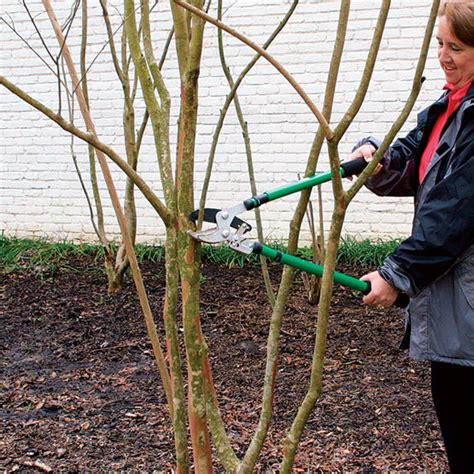 We would like to show you a description here but the site won't allow us. How to Prune Crape Myrtles