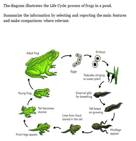 Band 6 Sample The Diagram Illustrates The Life Cycle Process Of Frogs
