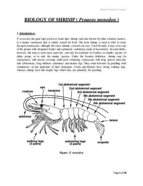 Biology Of Shrimp Biology Shrimp Life Cycles