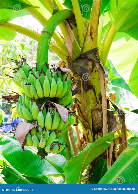 Bundle Of Bananas Stock Photo Image Of Leaf Food Farm 65808262