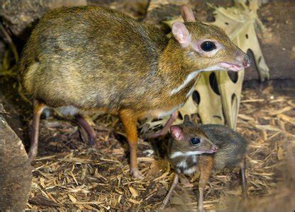 The genus peromyscus contains the animal species commonly referred to as deer mice. CBBC - Newsround - Baby mouse deer born in Britain
