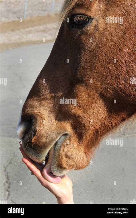 A Close Up Of A Horse Licking A Persons Hand Stock Photo Alamy