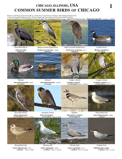The primary reference for this guide is: Illinois - Common Summer Birds of Chicago | Field Guides